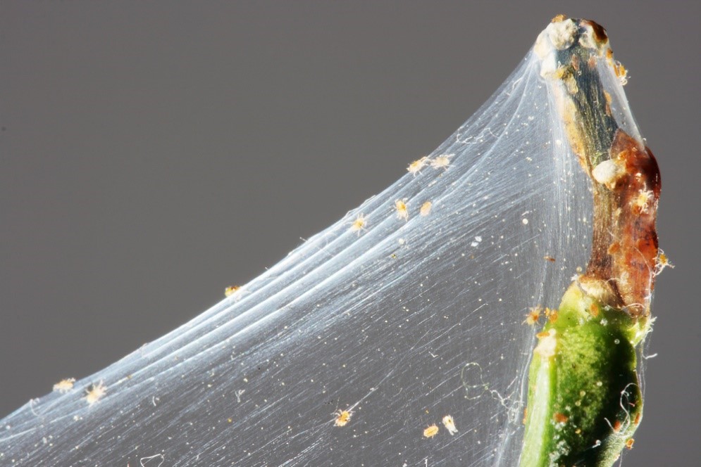 Plant Doctor: Spider Mites