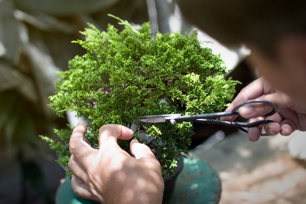 A Guide to Bonsai Care MyNiceHome