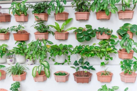 Vertical Gardening at Home for Beginners