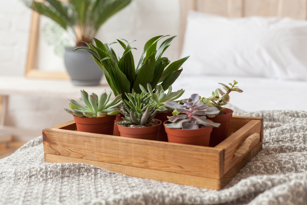 Photo of potted succulents in a wooden tray placed on a bed