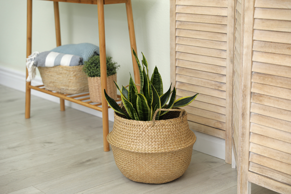 Photo of potted sansevieria on the floor