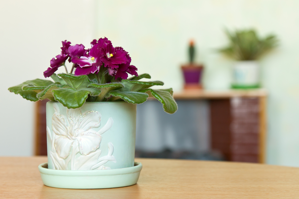 Photo of potted African violet on desk