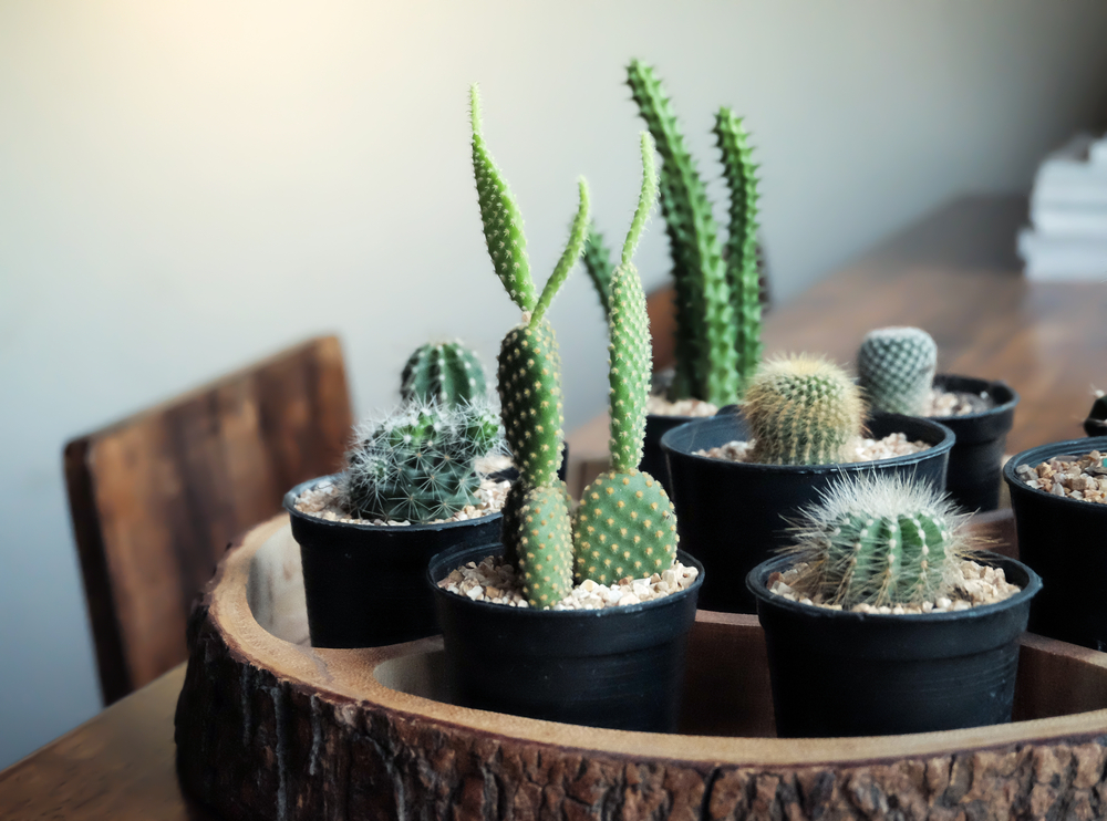 Photo of potted cacti on a wooden table